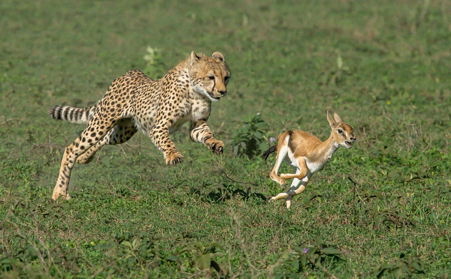 cheetah and impala at tarangire